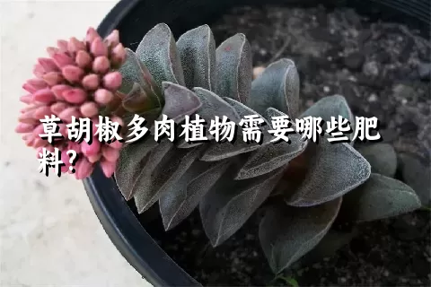 草胡椒多肉植物需要哪些肥料?