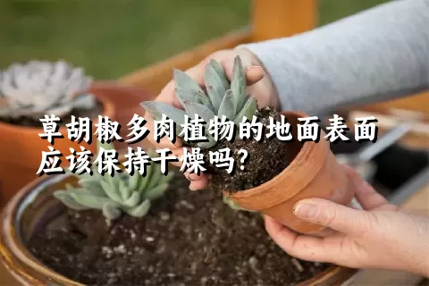 草胡椒多肉植物的地面表面应该保持干燥吗?