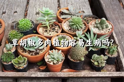 草胡椒多肉植物容易生病吗?