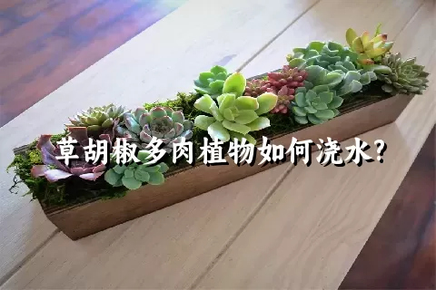 草胡椒多肉植物如何浇水?