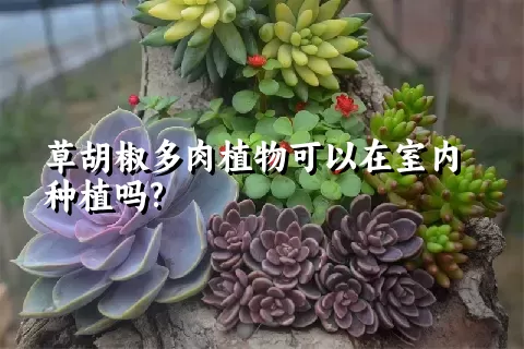 草胡椒多肉植物可以在室内种植吗?