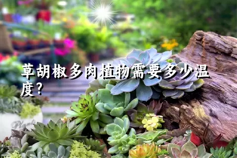 草胡椒多肉植物需要多少温度?