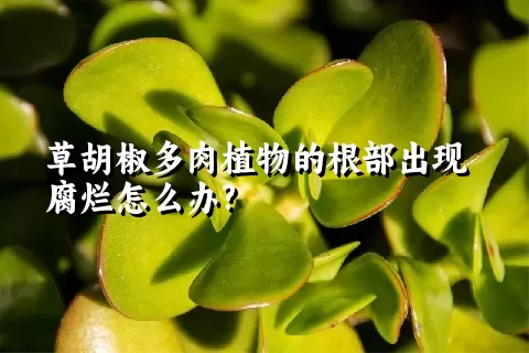 草胡椒多肉植物的根部出现腐烂怎么办?