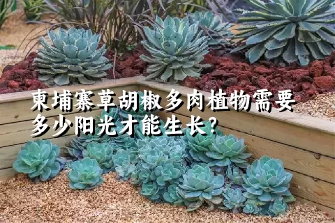 柬埔寨草胡椒多肉植物需要多少阳光才能生长？