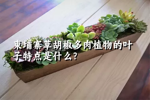 柬埔寨草胡椒多肉植物的叶子特点是什么？