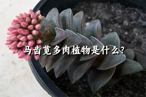 马齿苋多肉植物是什么？