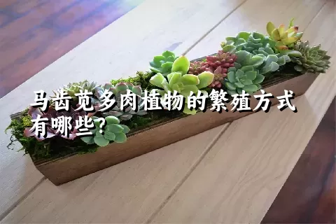 马齿苋多肉植物的繁殖方式有哪些？