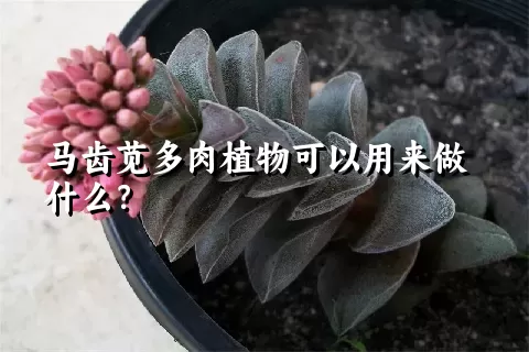 马齿苋多肉植物可以用来做什么？