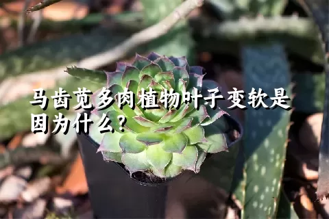 马齿苋多肉植物叶子变软是因为什么？