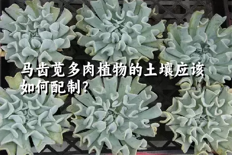 马齿苋多肉植物的土壤应该如何配制？