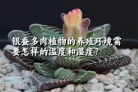 银蚕多肉植物的养殖环境需要怎样的温度和湿度？