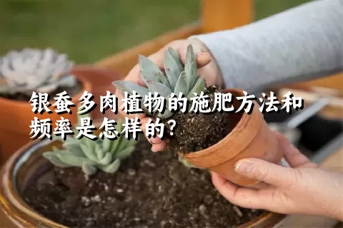 银蚕多肉植物的施肥方法和频率是怎样的？