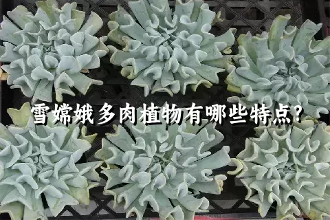 雪嫦娥多肉植物有哪些特点?