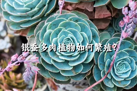 银蚕多肉植物如何繁殖？