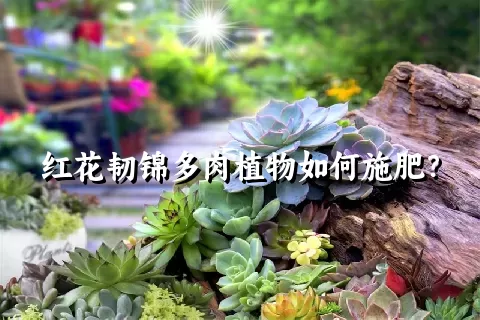 红花韧锦多肉植物如何施肥？