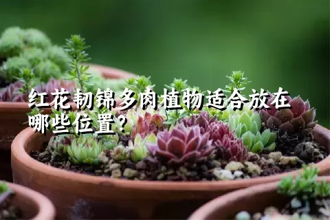 红花韧锦多肉植物适合放在哪些位置？