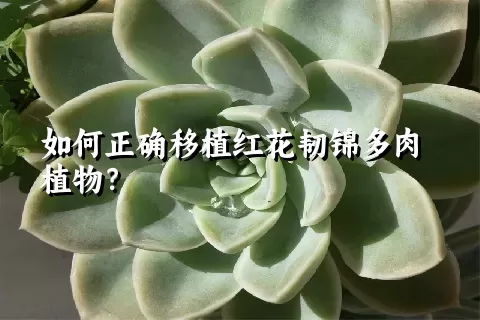 如何正确移植红花韧锦多肉植物？