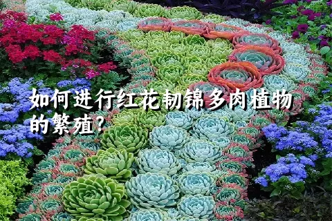 如何进行红花韧锦多肉植物的繁殖？