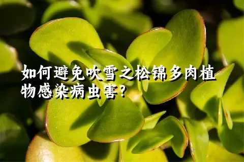 如何避免吹雪之松锦多肉植物感染病虫害？