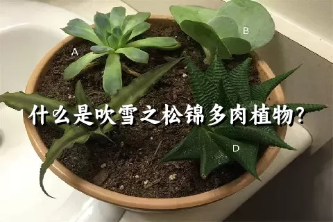 什么是吹雪之松锦多肉植物？