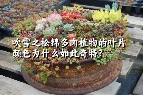 吹雪之松锦多肉植物的叶片颜色为什么如此奇特？