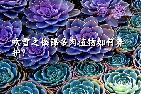 吹雪之松锦多肉植物如何养护？