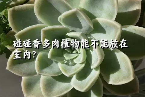 碰碰香多肉植物能不能放在室内？