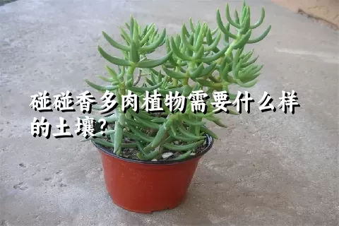 碰碰香多肉植物需要什么样的土壤？