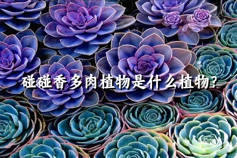 碰碰香多肉植物是什么植物？