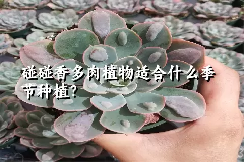 碰碰香多肉植物适合什么季节种植？