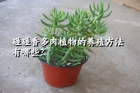 碰碰香多肉植物的养殖方法有哪些？