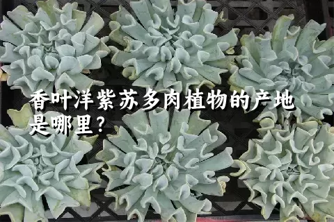 香叶洋紫苏多肉植物的产地是哪里？