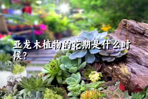 亚龙木植物的花期是什么时候？