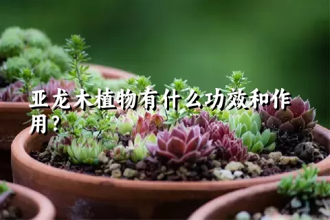 亚龙木植物有什么功效和作用？