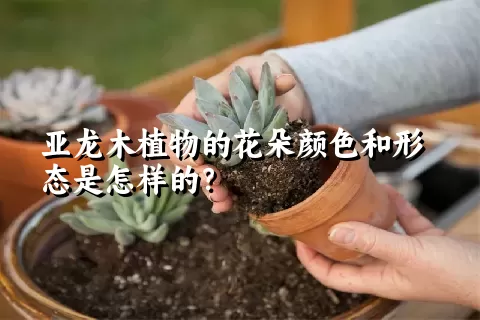 亚龙木植物的花朵颜色和形态是怎样的？