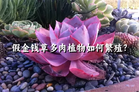 假金钱草多肉植物如何繁殖？