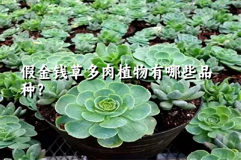 假金钱草多肉植物有哪些品种？