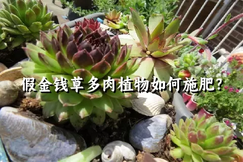 假金钱草多肉植物如何施肥？