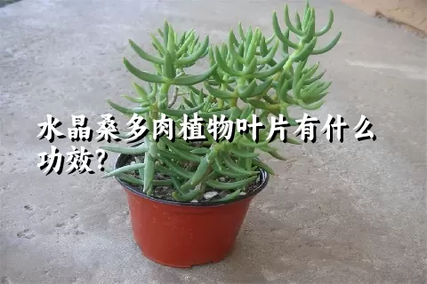 水晶桑多肉植物叶片有什么功效？