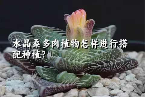 水晶桑多肉植物怎样进行搭配种植？