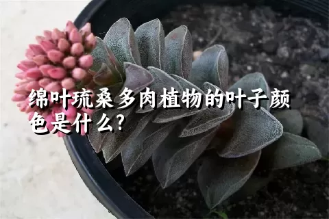 绵叶琉桑多肉植物的叶子颜色是什么?