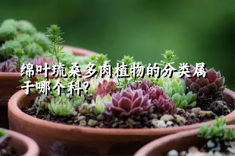 绵叶琉桑多肉植物的分类属于哪个科?