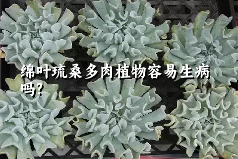 绵叶琉桑多肉植物容易生病吗?