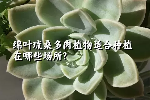 绵叶琉桑多肉植物适合种植在哪些场所?