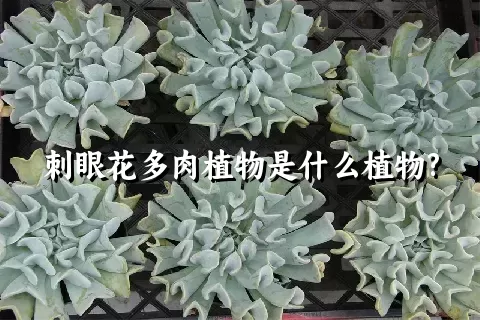 刺眼花多肉植物是什么植物?