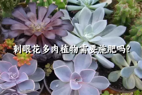 刺眼花多肉植物需要施肥吗?