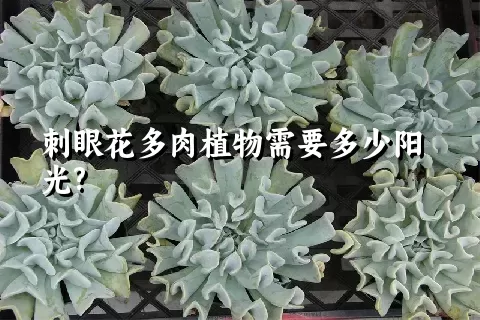 刺眼花多肉植物需要多少阳光?