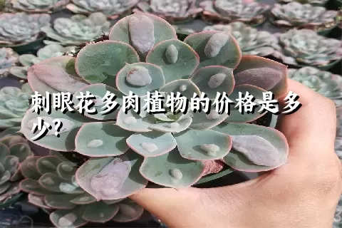 刺眼花多肉植物的价格是多少?