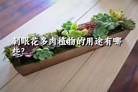 刺眼花多肉植物的用途有哪些?