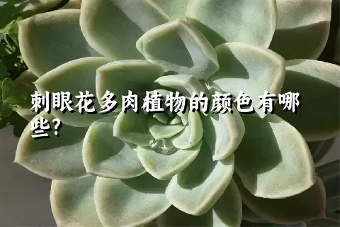 刺眼花多肉植物的颜色有哪些?